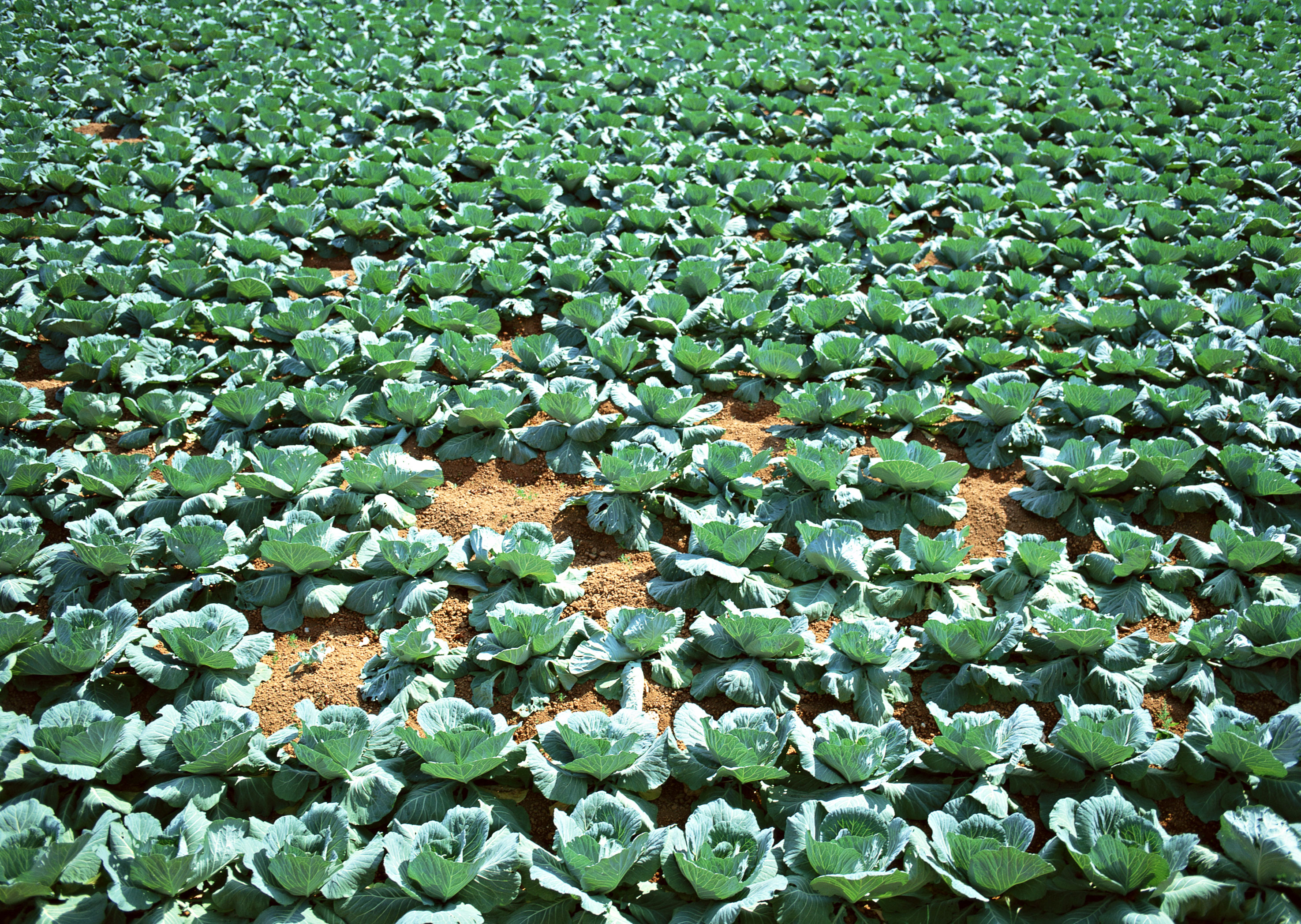 即将要丰收的菜地