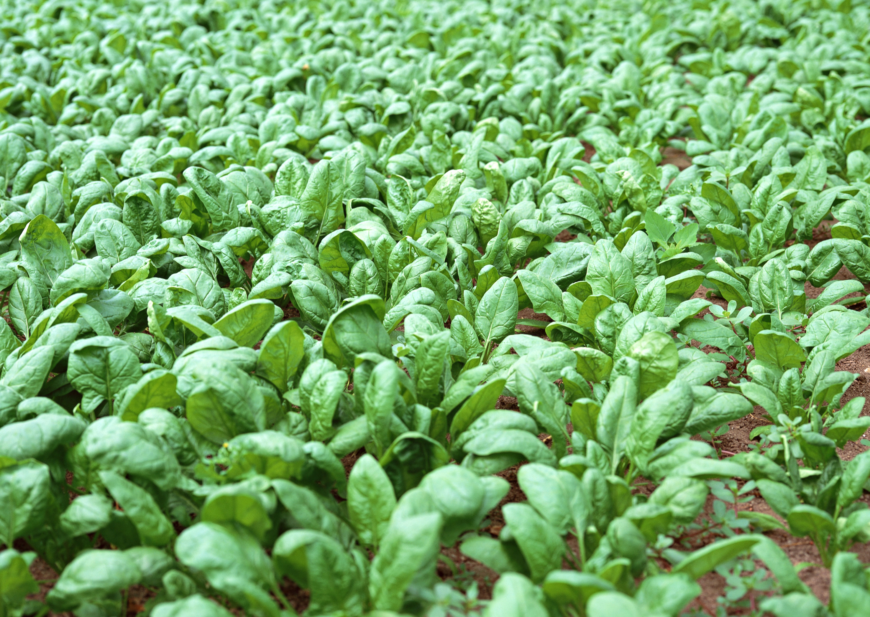 即将要丰收的菜地