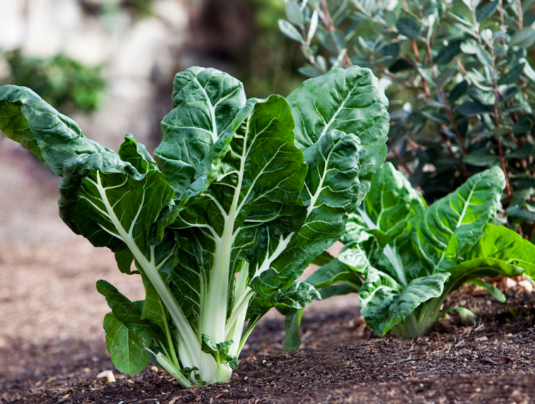 它就是莙荙菜,由于有一段时间完全轮为猪食,也就有了另外的名字:猪乸
