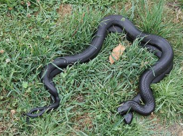 全球最毒的10大毒蛇,尤其第4名,一条蛇的毒液足以毒死4到5人!