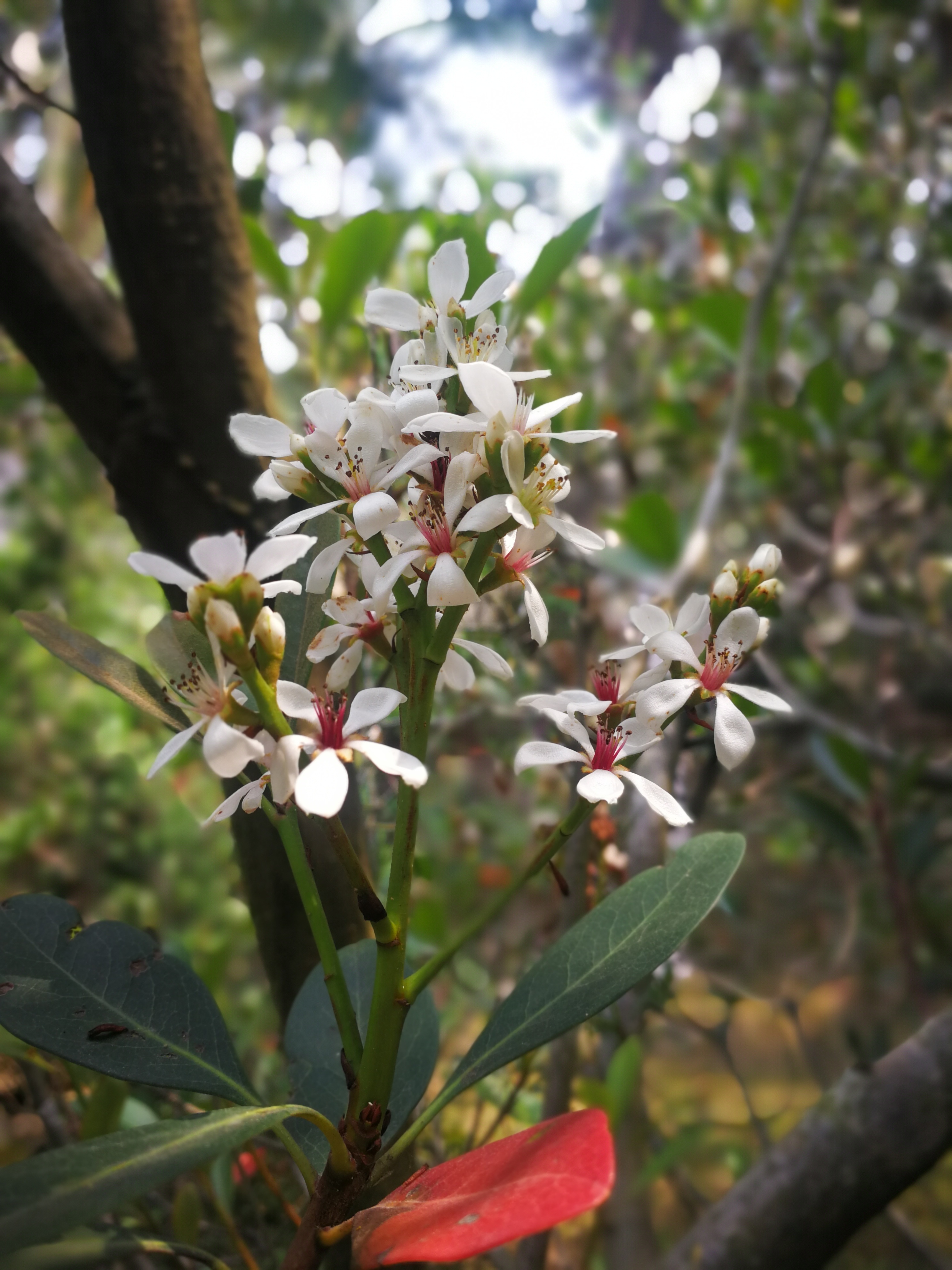 厚叶石斑木,你熟悉却不熟悉学名的植物,可观花观果,木质巨坚韧
