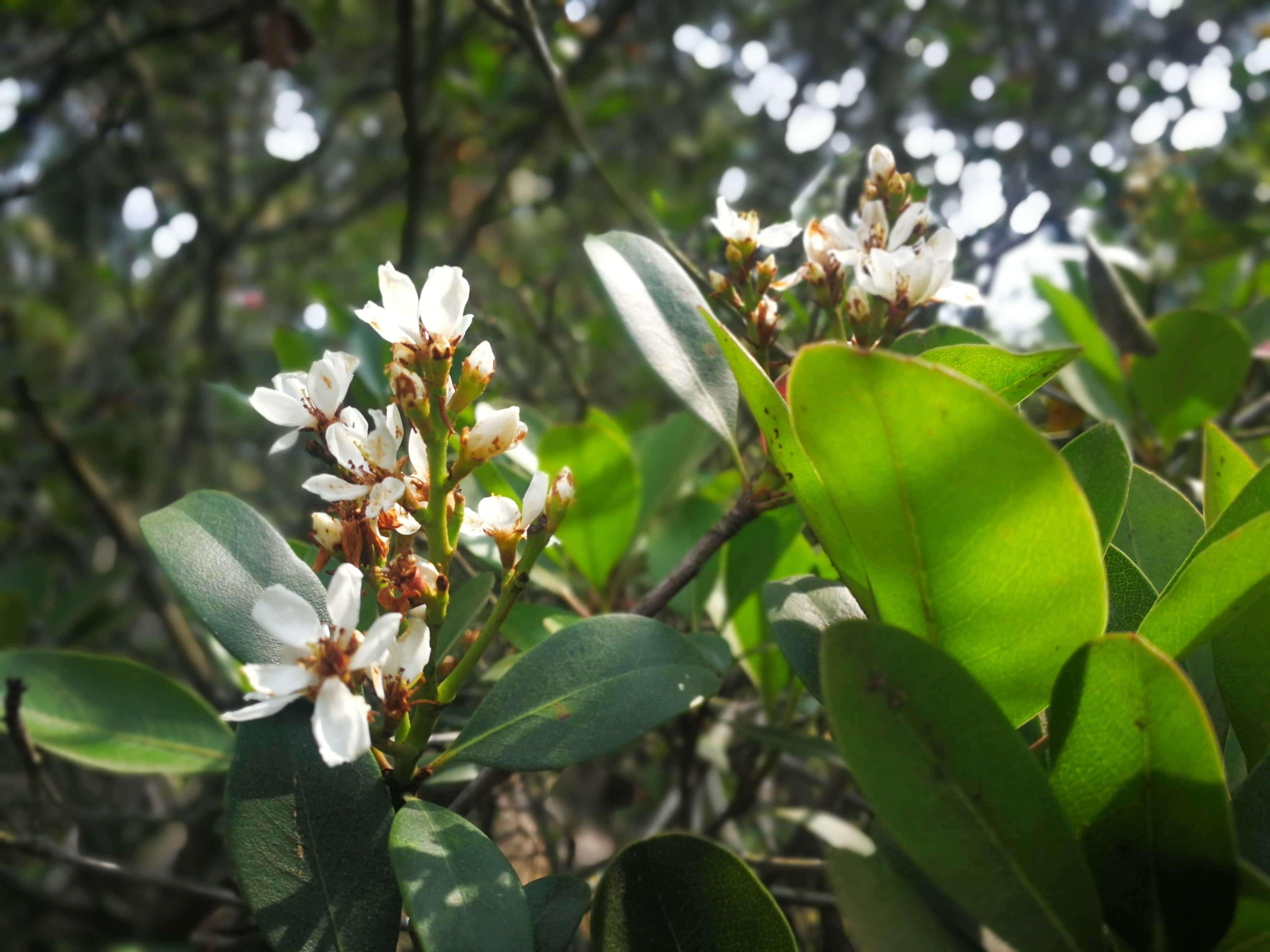 厚叶石斑木,你熟悉却不熟悉学名的植物,可观花观果,木质巨坚韧