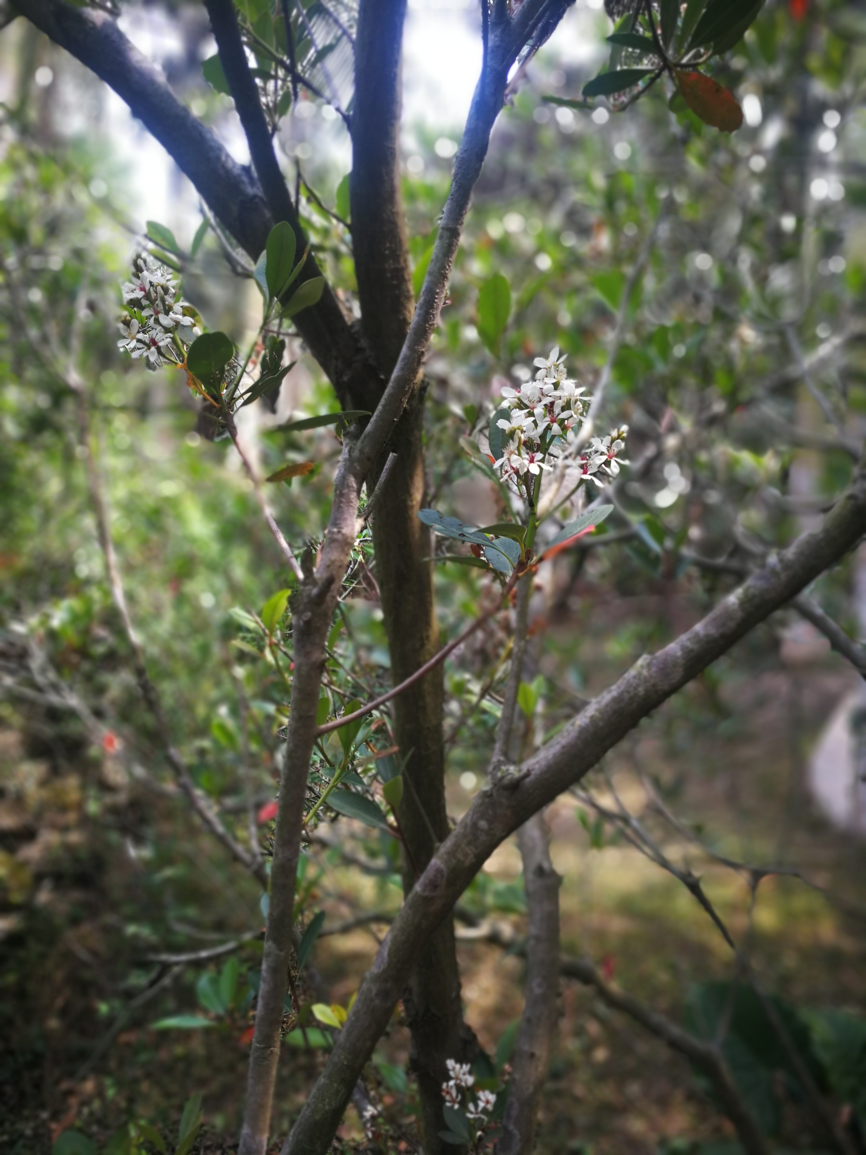厚叶石斑木,你熟悉却不熟悉学名的植物,可观花观果,木质巨坚韧