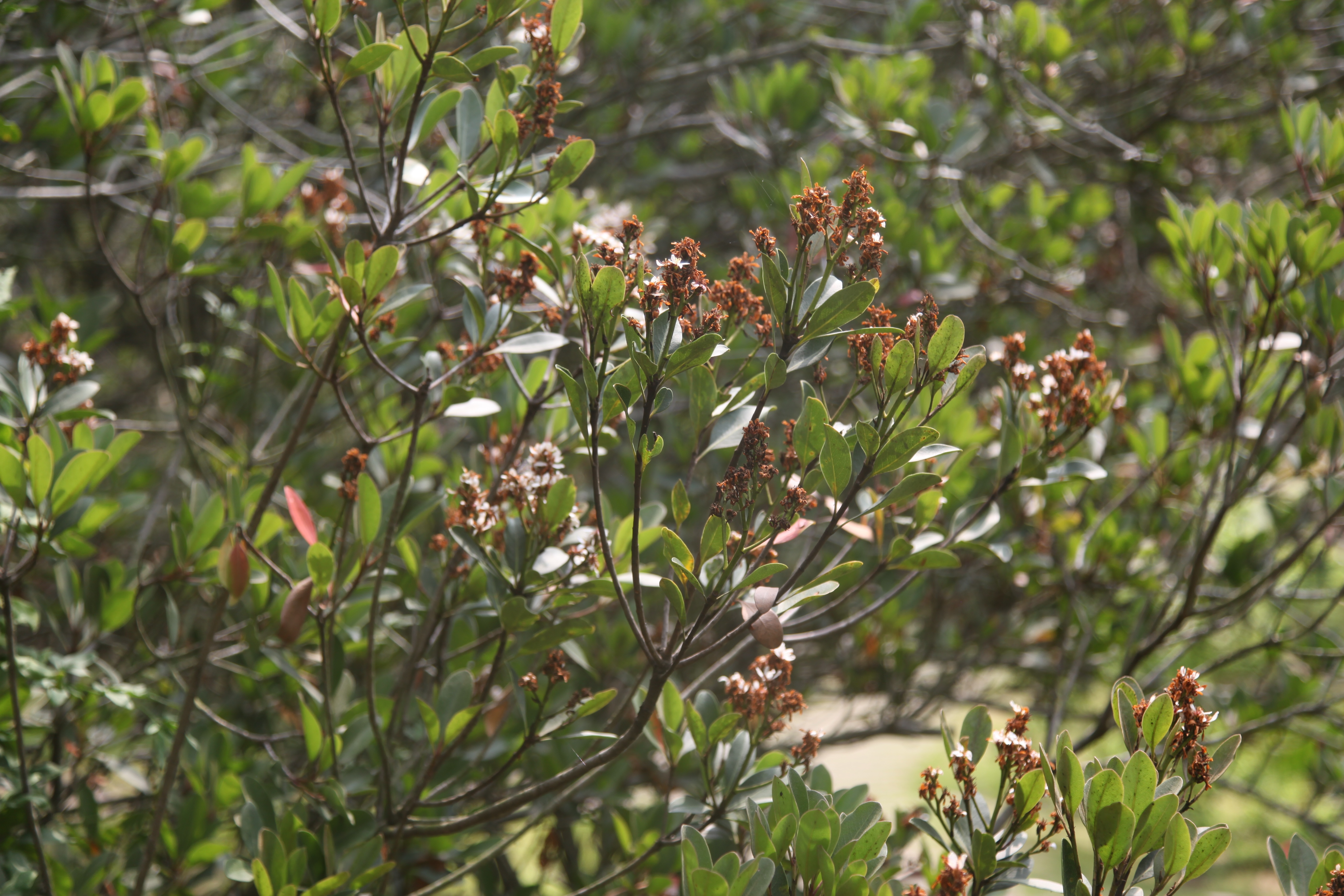 厚叶石斑木,你熟悉却不熟悉学名的植物,可观花观果,木质巨坚韧