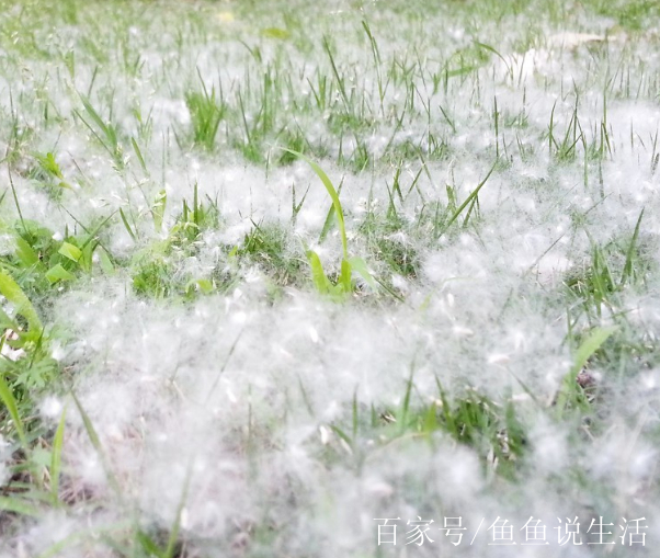 7城楊絮柳絮滿天飛,網友互相調侃:你那裡