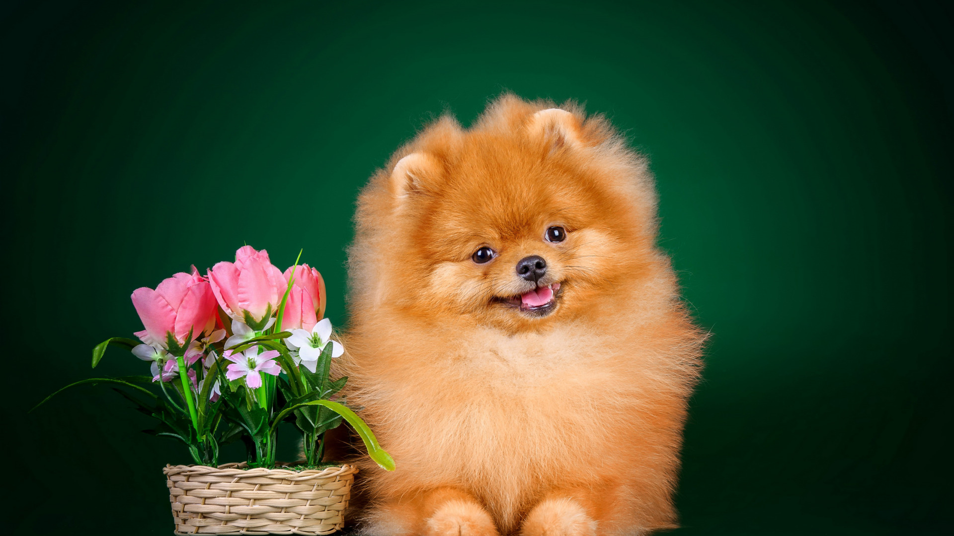 博美犬,娇俏可爱,警惕性强,不但可供玩赏,也可作为看家犬