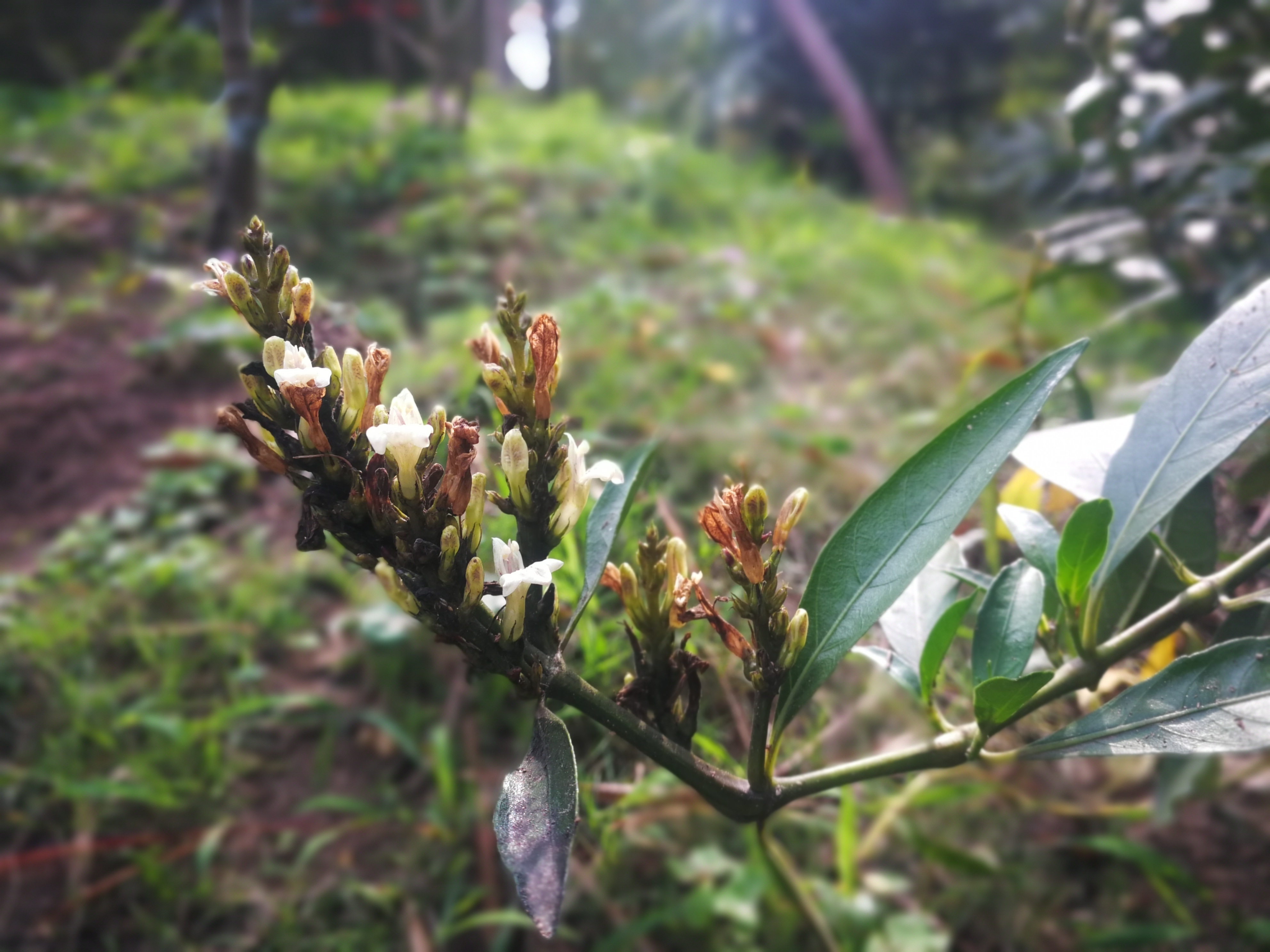春夏开花结果的小驳骨,跌打损伤骨折都用的中草药,鲜叶晒干均可
