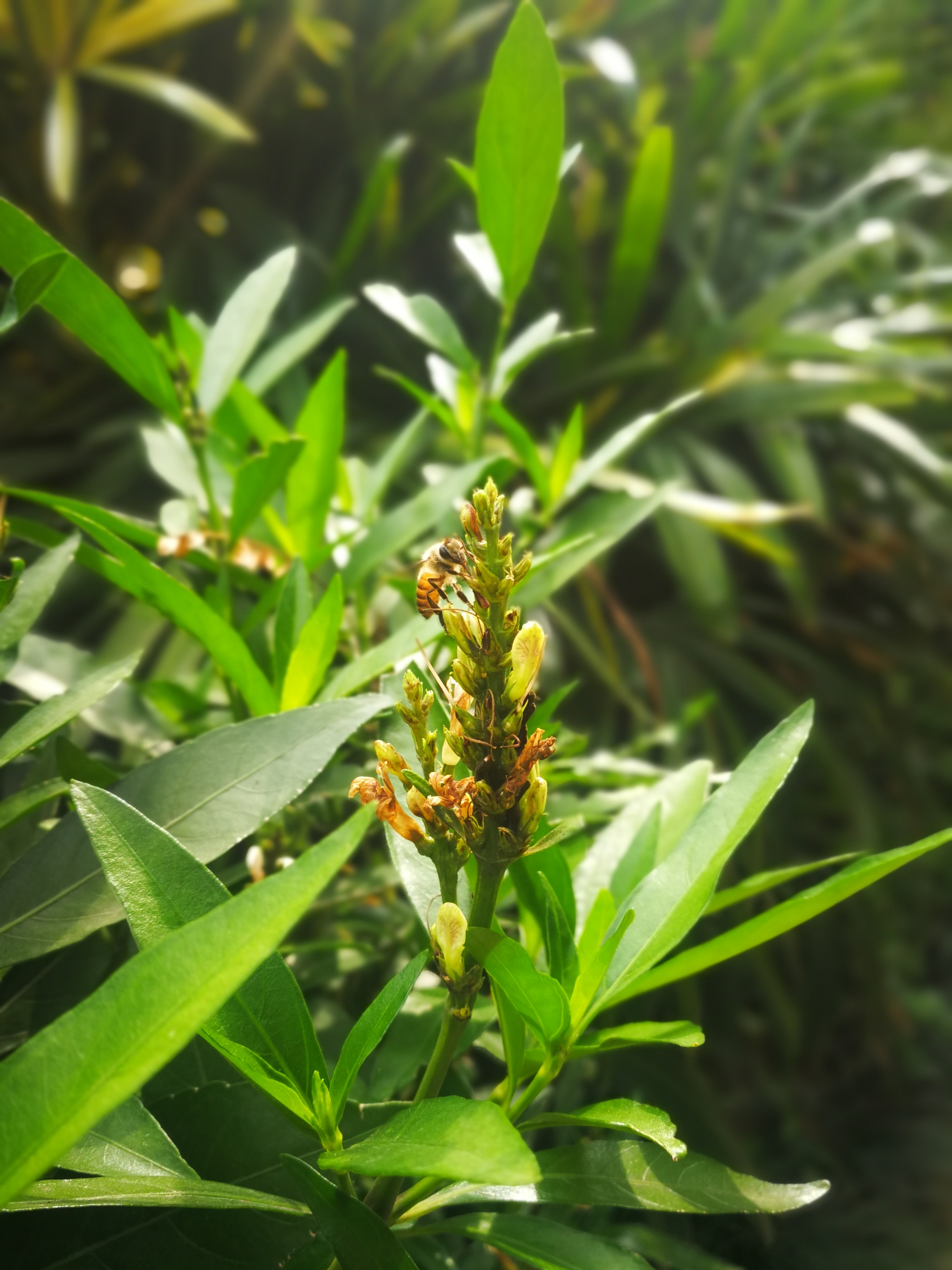 春夏开花结果的小驳骨,跌打损伤骨折都用的中草药,鲜叶晒干均可