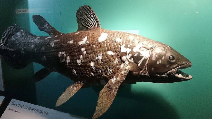 世界上最古老的史前鱼类,全世界活体数量不超过1000条!