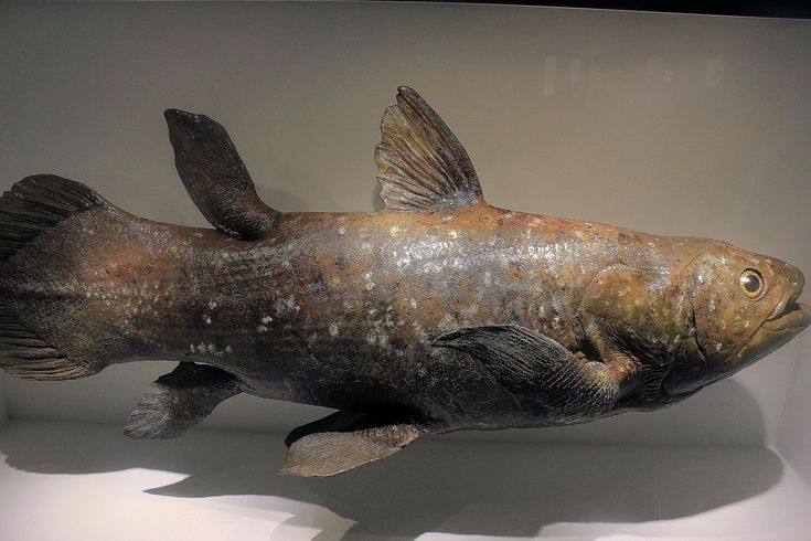 世界上最古老的史前鱼类,全世界活体数量不超过1000条!