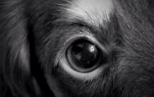 心理测试:4只眼睛,哪个比较野性?测你前世是天使还是魔鬼