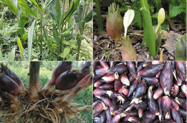 它比洋姜好百倍,可以滋阴补肾,有"亚洲人参"之美誉!