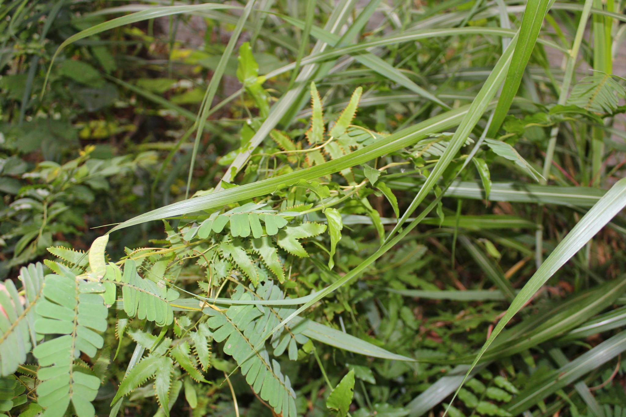 农村一种野草