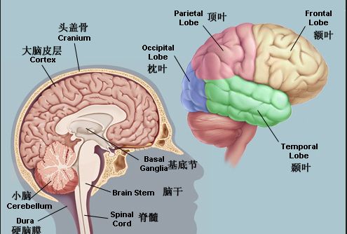 患上脑萎缩能治好吗?寿命有多长?