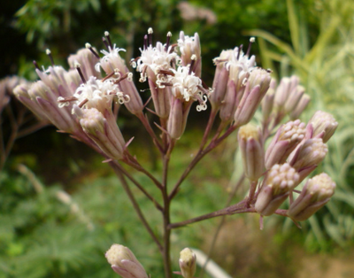 这种叫做兔儿伞的野草,原来竟有这么好的养生价值!