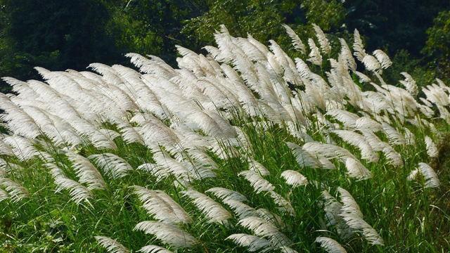 白茅根泡水喝,对身体有5个好处,但这些事项要注意