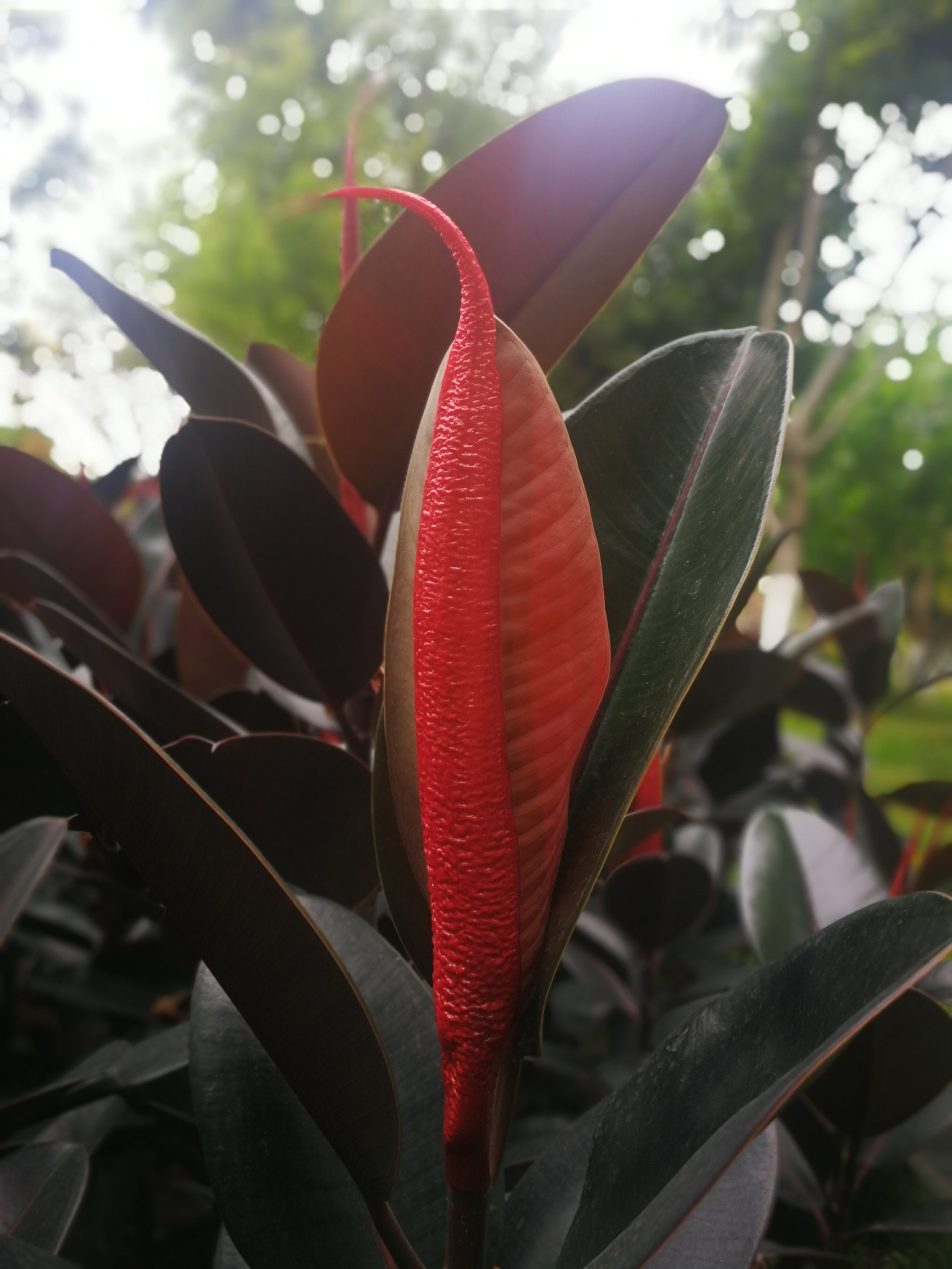 高颜值的橡皮树,点赞叶芽风韵:春芽细炷千灯焰,夏蕊浓焚百和香