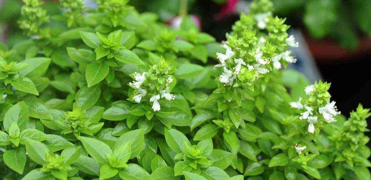 农村这种蔬菜味道冲,却是"见过世面"的代名词,能祛风,止血