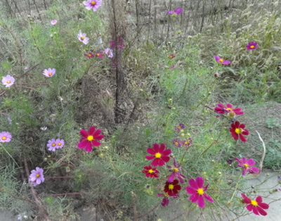 这种草名叫"驴耳朵",春天可做野味,夏秋可采入药,你见过吗?