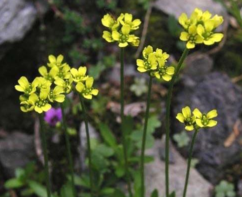 在3,4月份就会开出美丽的小黄花,不过由于葶苈常生长在农田边上,为