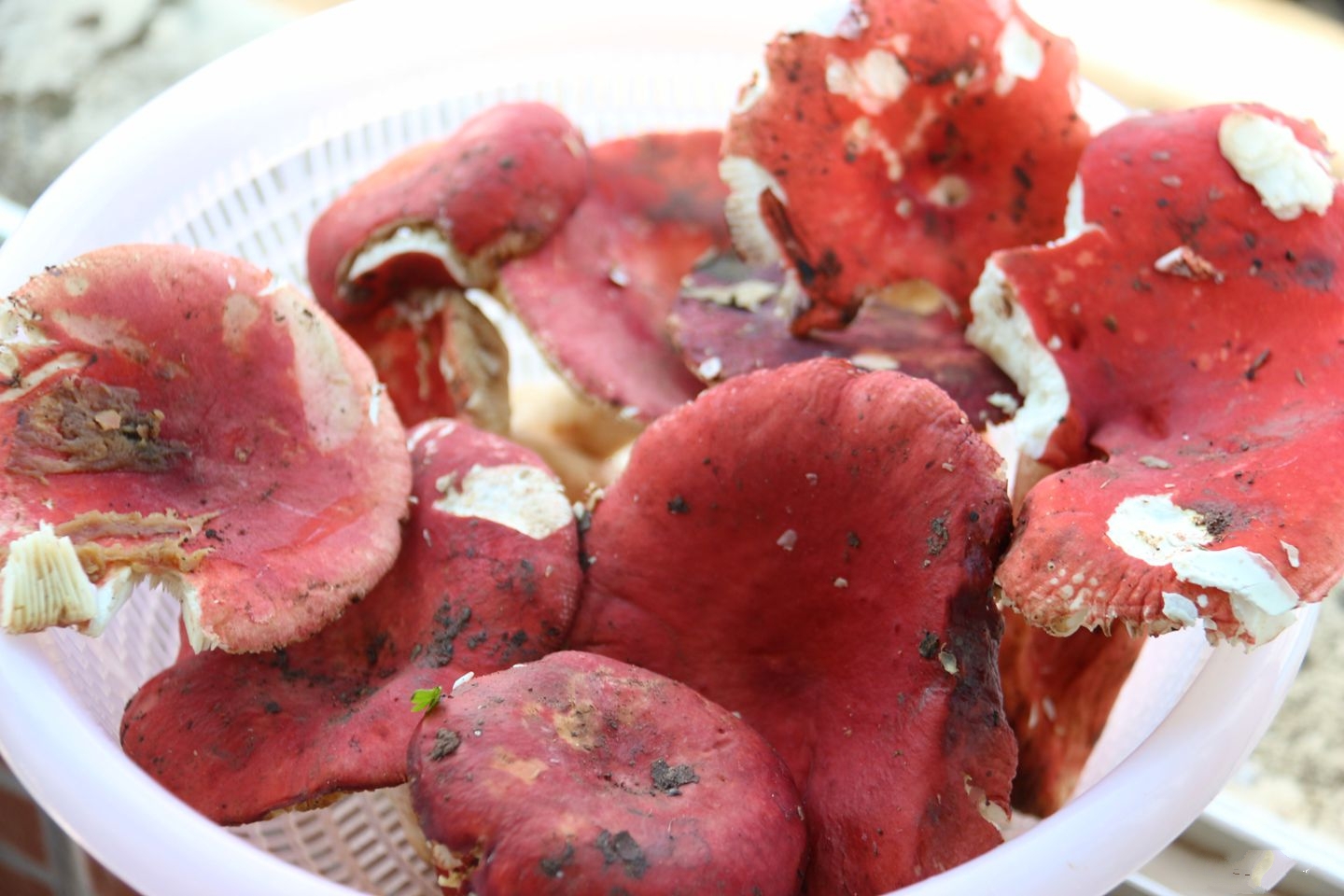 闽南红菇,别看做出来的菜品相不好看,但味道美极了