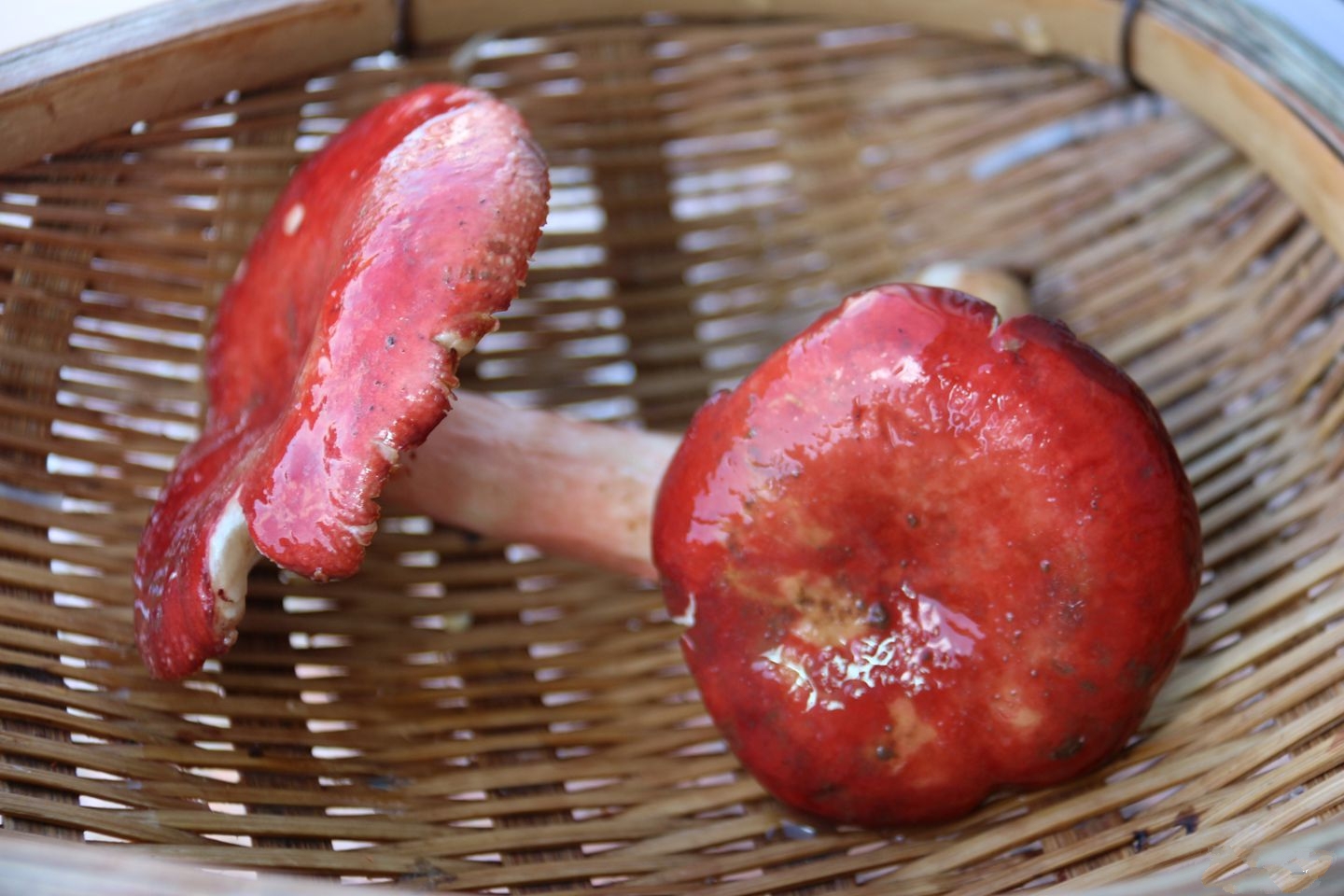 闽南红菇,别看做出来的菜品相不好看,但味道美极了