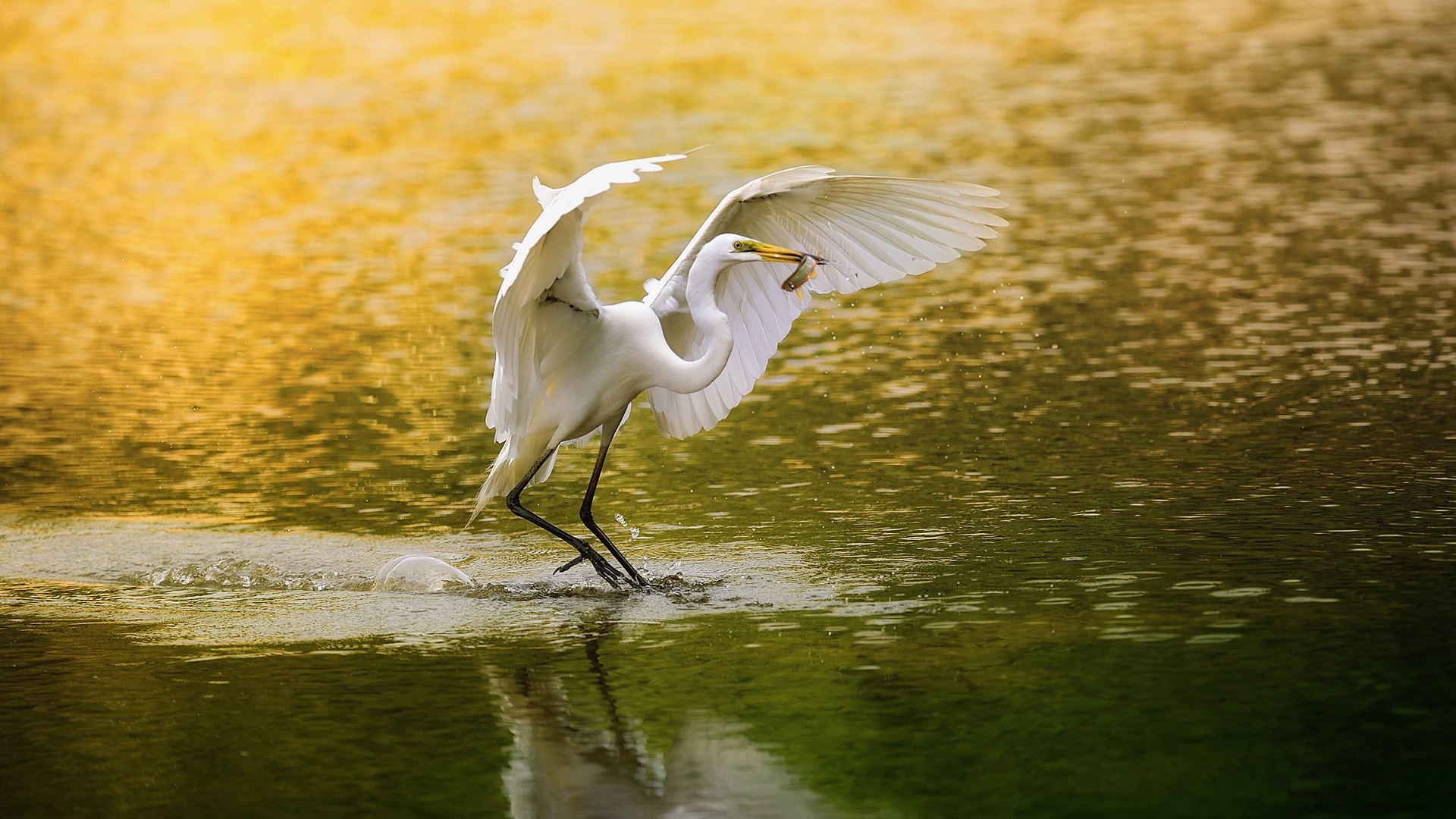 每天精选十张精美高清壁纸 第三十九期