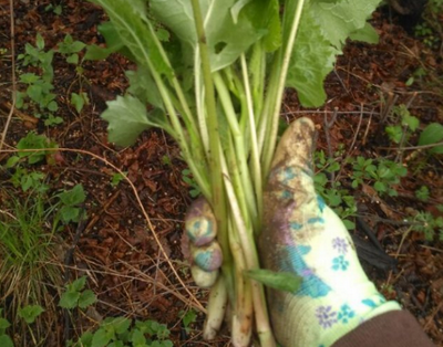 这种野菜根茎形似菠菜,叶子长毛,人称"大耳毛",可治关节炎!