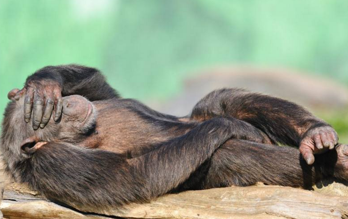 盘点动物界中千奇百怪的睡姿,这些销魂的姿势你学都学不来!