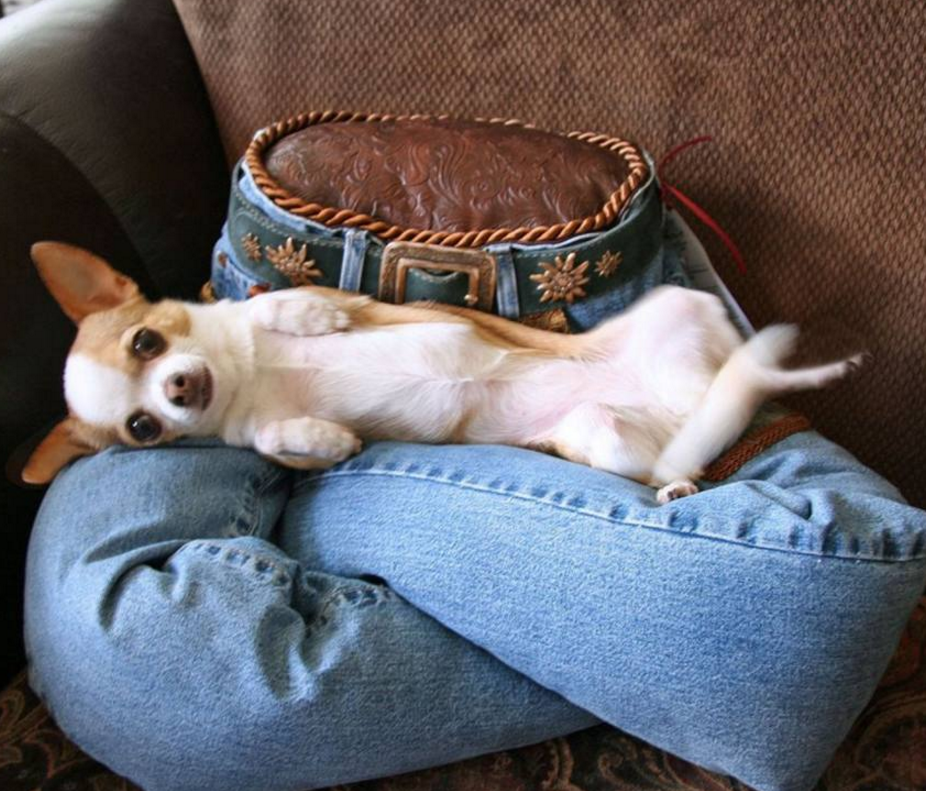 盘点动物界中千奇百怪的睡姿,这些销魂的姿势你学都学不来!