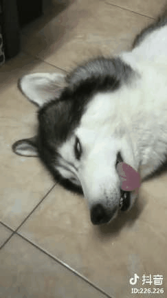 哈士奇倒地吐舌翻白眼,主人还以为中暑了,不料狗子猛地睁开了眼