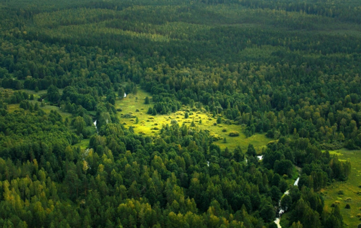 不同角度不同效果俯瞰优美的大森林