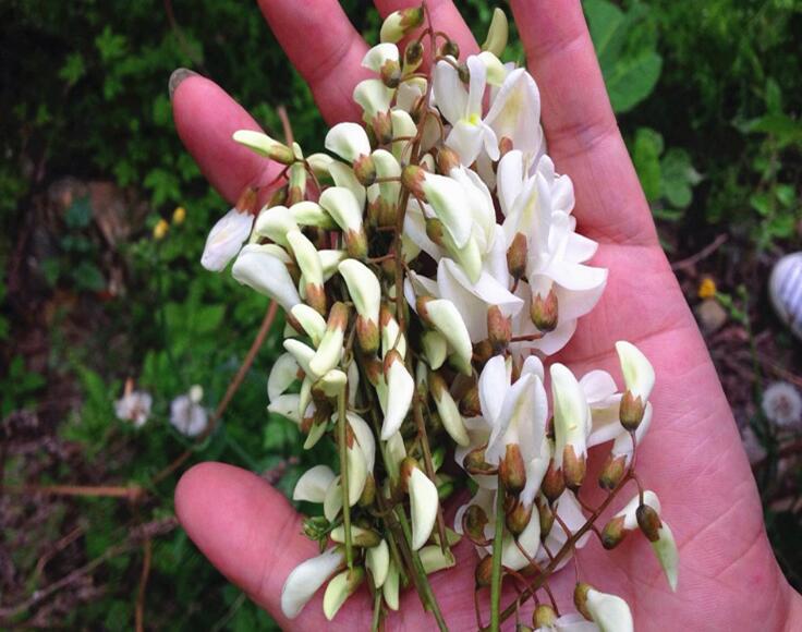 农村这种小白花,摘了就能吃,村里老人都喜欢,还能清热解毒!