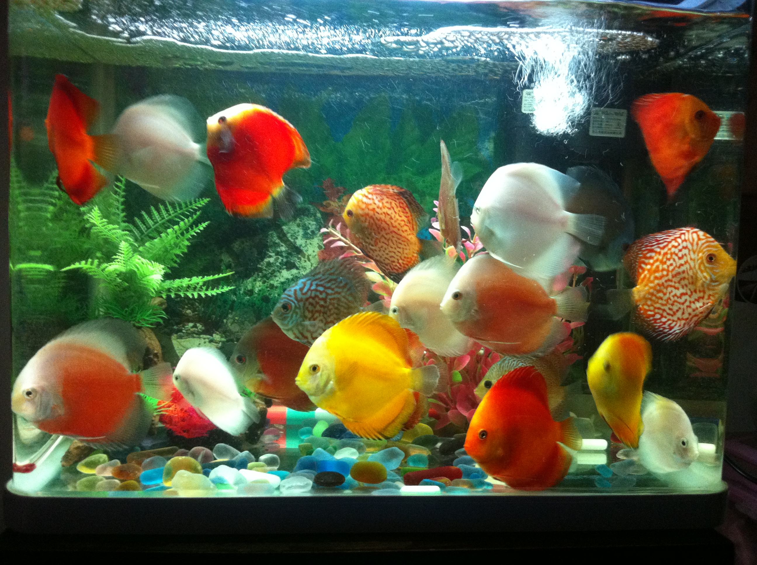 饲养七彩神仙鱼的适宜温度