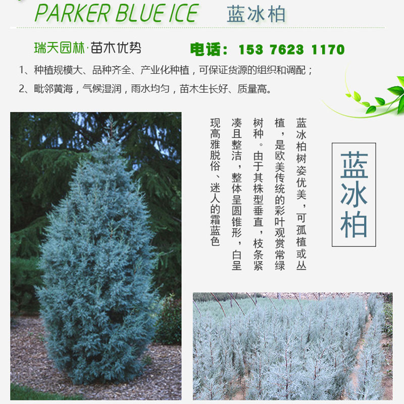 龙柏,小龙柏,龙柏小苗,蓝冰柏,美国蓝杉,种植基地图片展示