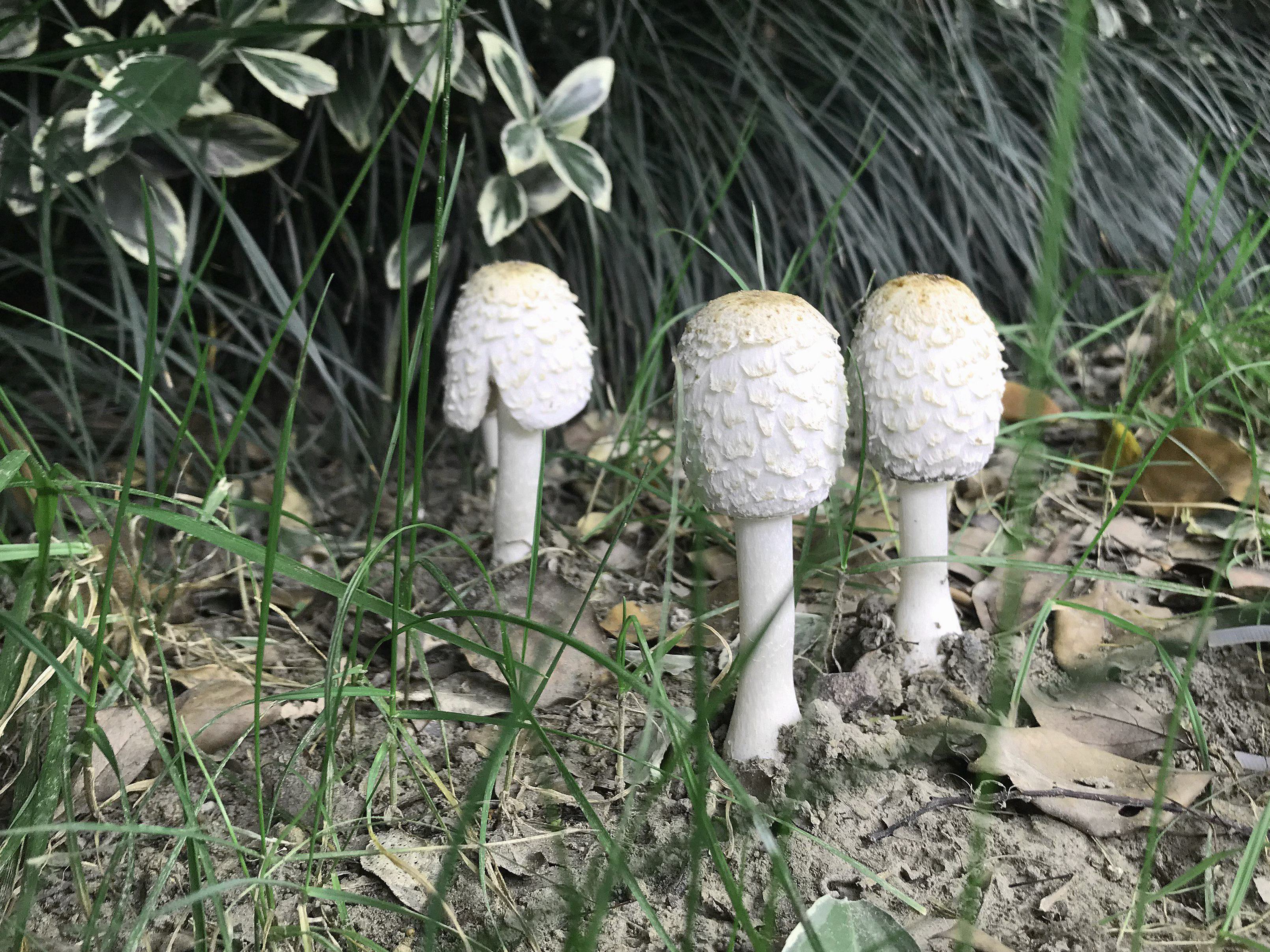 常见的白色蘑菇图片