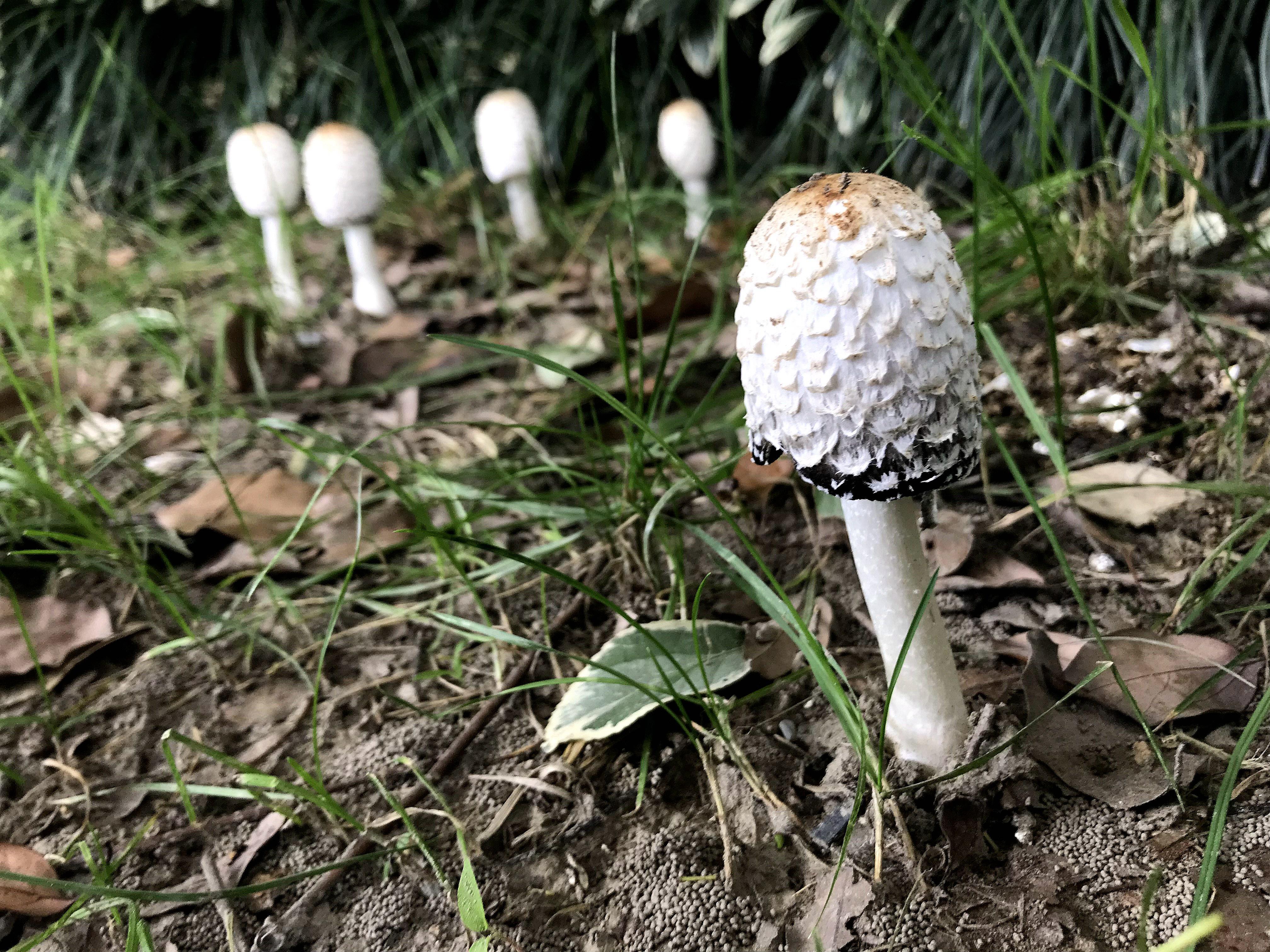 常见的白色蘑菇图片