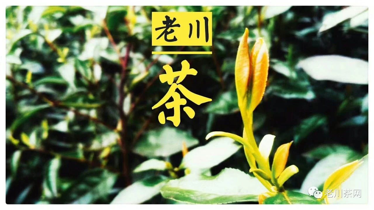 战国:秦灭巴蜀,浮江伐楚,老川茶饮开始向南北传播