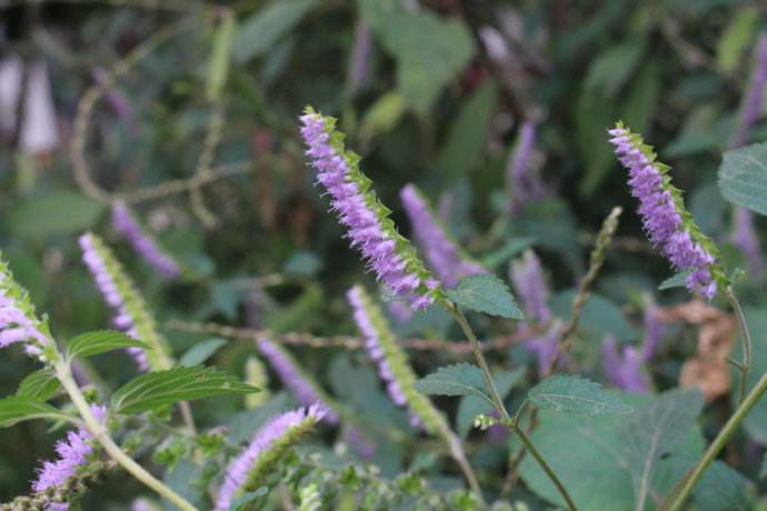 农村这种"牙刷草",不仅能除口臭,做凉茶还能解暑,你吃过吗?