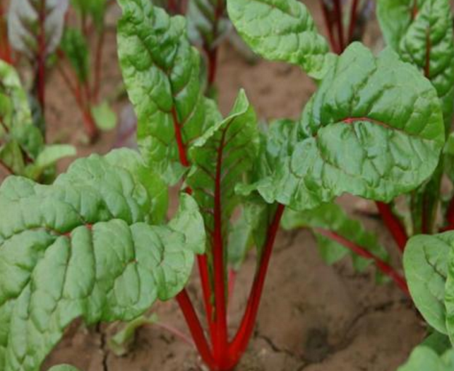 但是时代在发展,人们的观念也在变化,这莙荙菜的价值也被发现了.