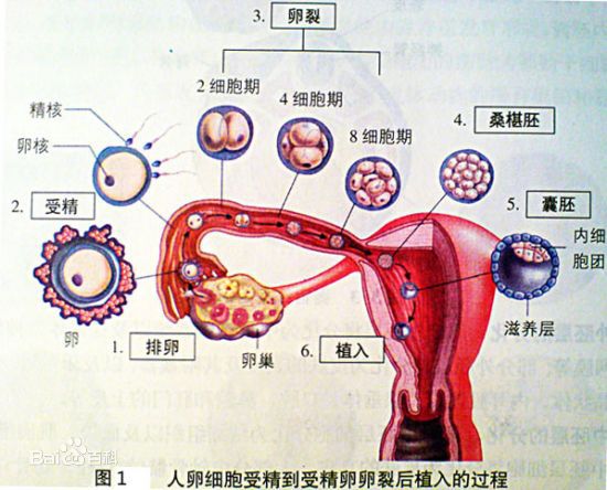 怎么才能怀孩子图解图片