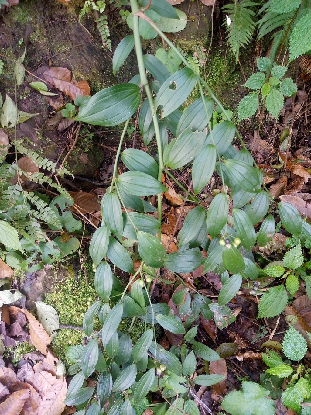 农村这种像竹叶的野草,城里1斤能卖40元,看到记得带回来!