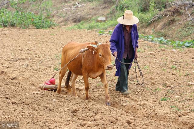 家里刚买来的小牛,怎样管理才能用作犁地的耕牛?