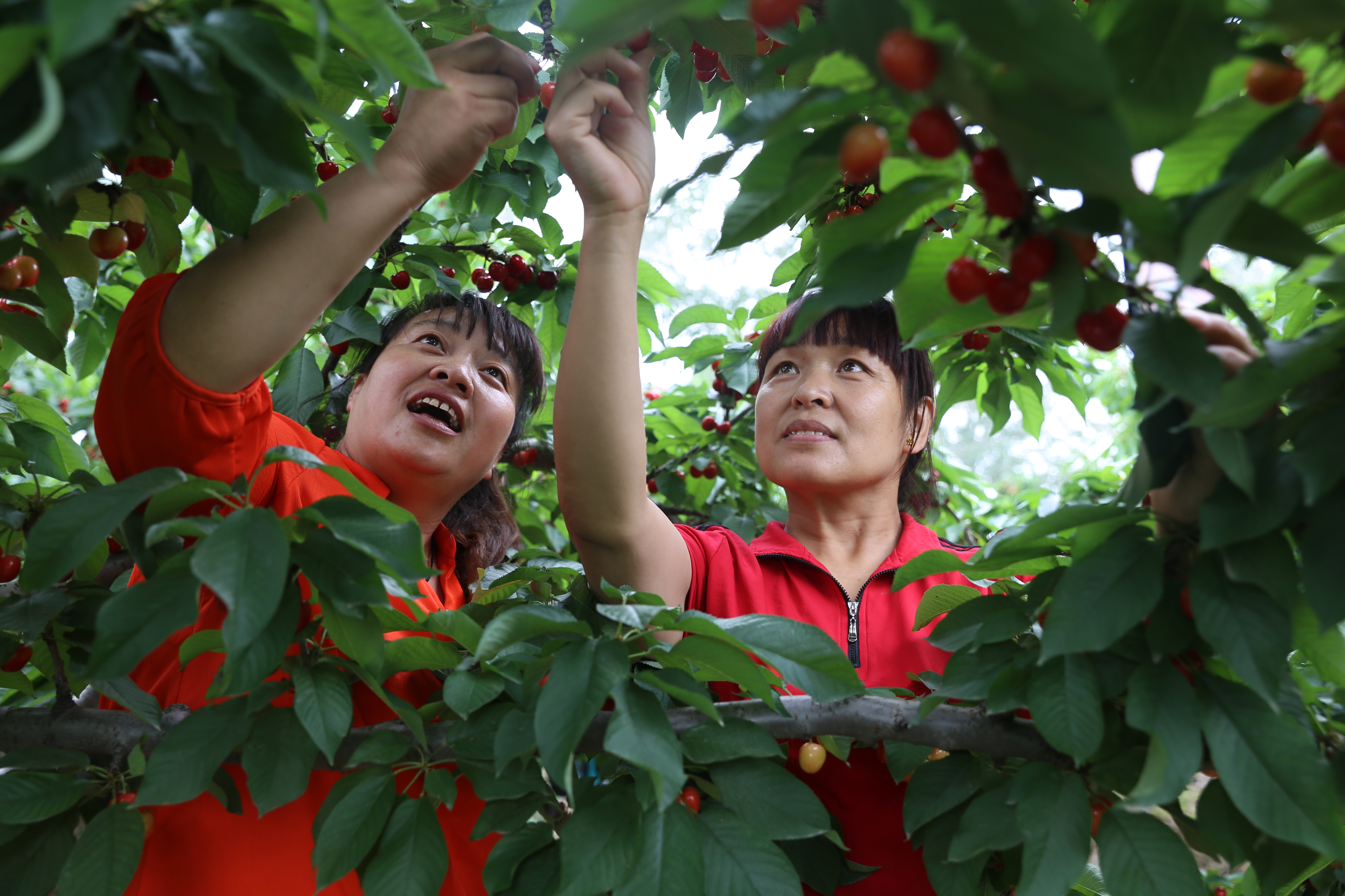 山西夏县:游客观光采樱桃