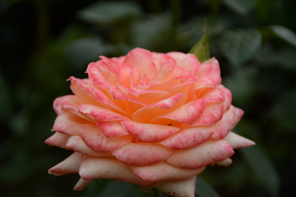 阳光下美丽的月季花