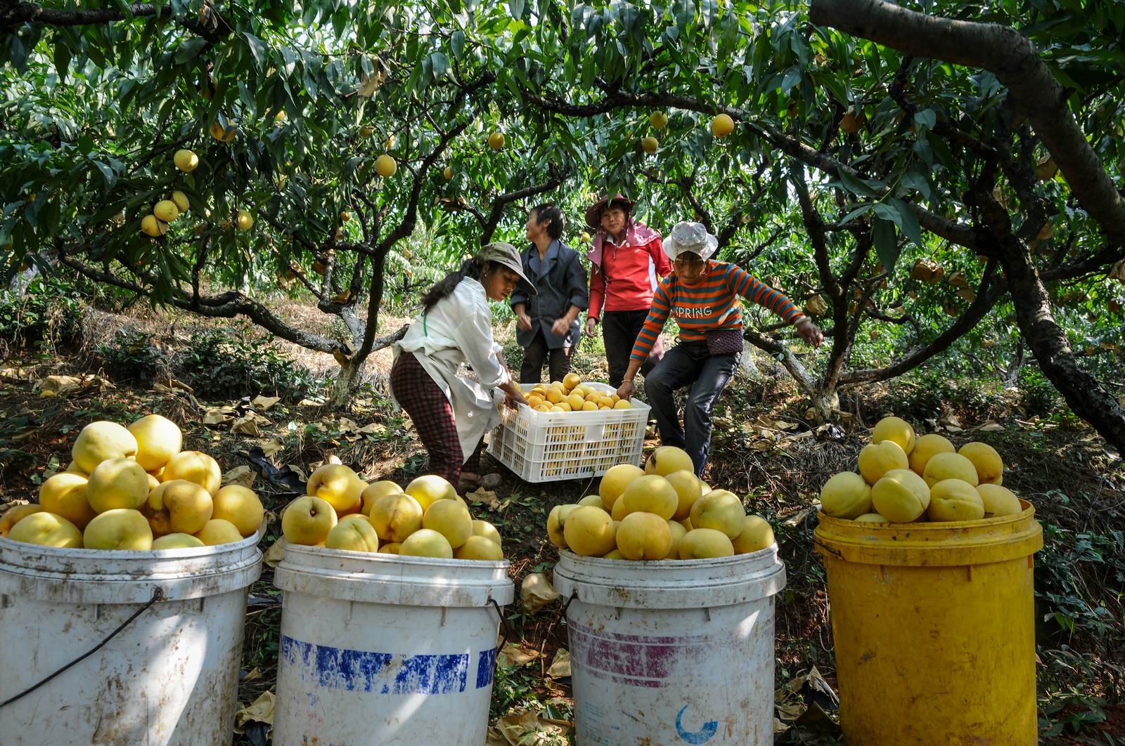 这种黄色水果,也是"水果之王",营养丰富,5月不吃可惜了