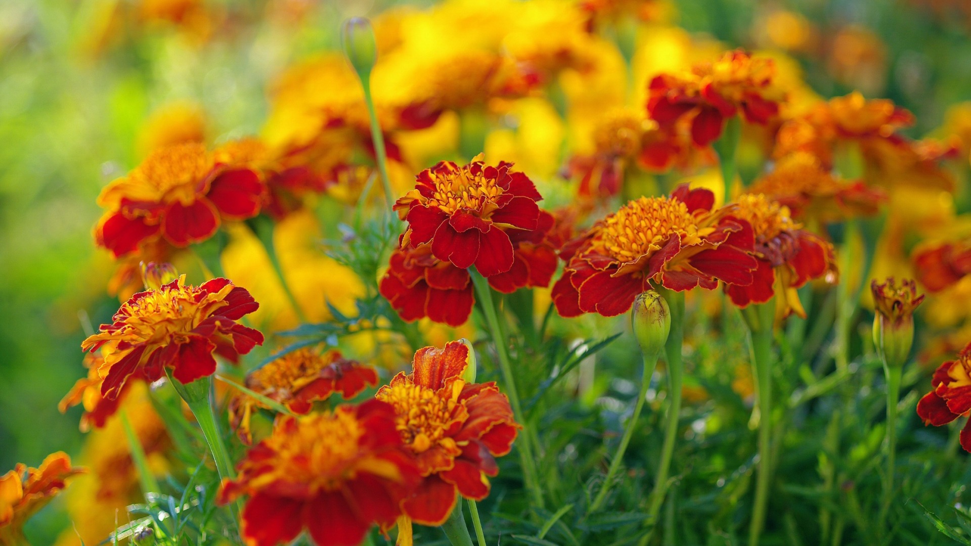 万寿菊开花时,半球形的花朵金灿灿,丰满的花瓣重重叠叠
