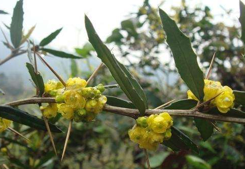 这种树就是"豪猪刺",别称:石妹刺,土黄连,鸡足黄连,三颗针,小檗.