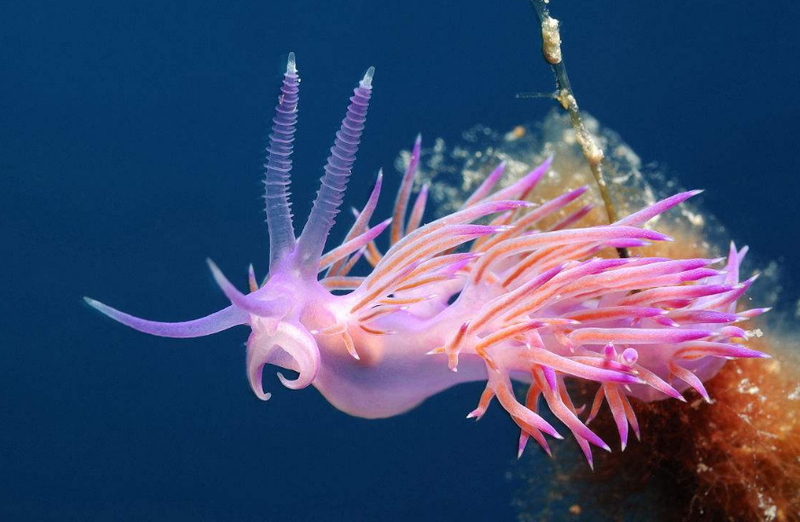 奇形怪状的软体动物,有没有一种恶心到你