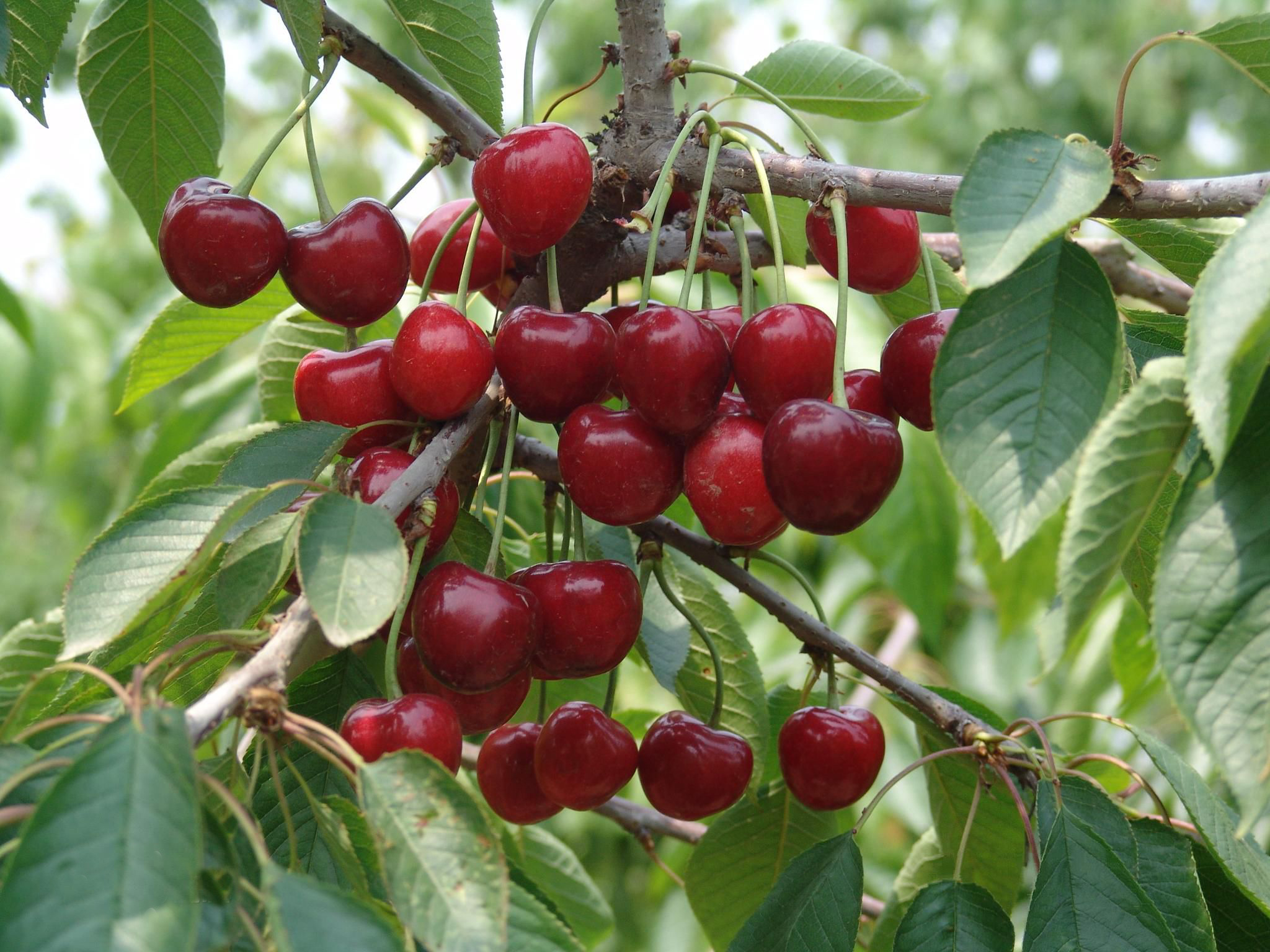 雨打乡园小叶浓,悬枝水润玉珠红